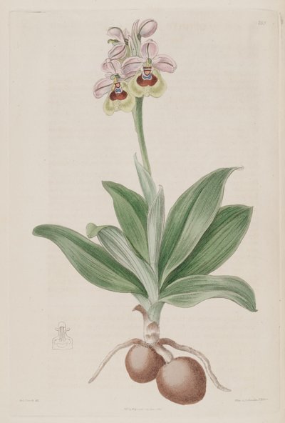 Illustration of Ophrys tenthredinifera by Sydenham Teast Edwards